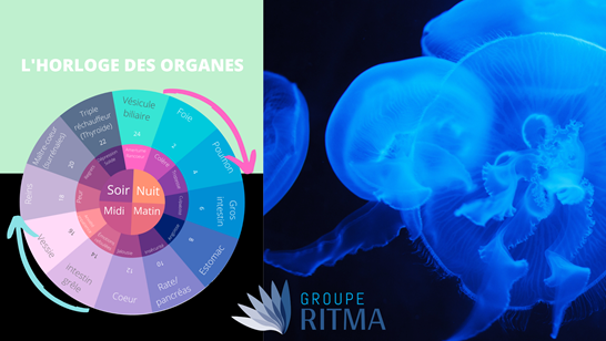 L’horloge des organes?