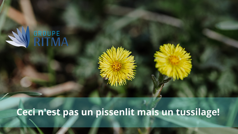 Non, ce n’est pas un pissenlit, c’est un Tussilage