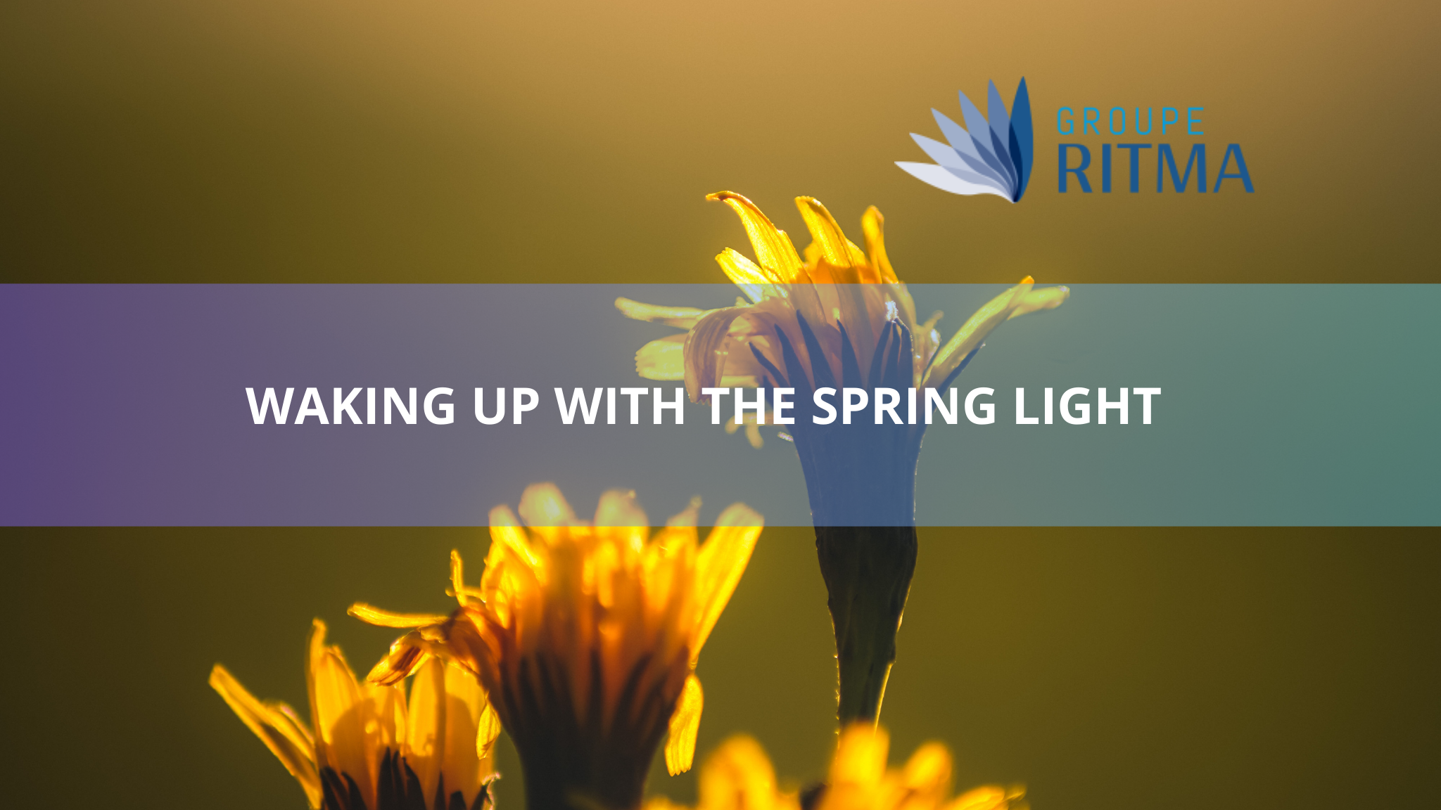 Awakening with Spring Light: Establishing a Nurturing Morning Routine